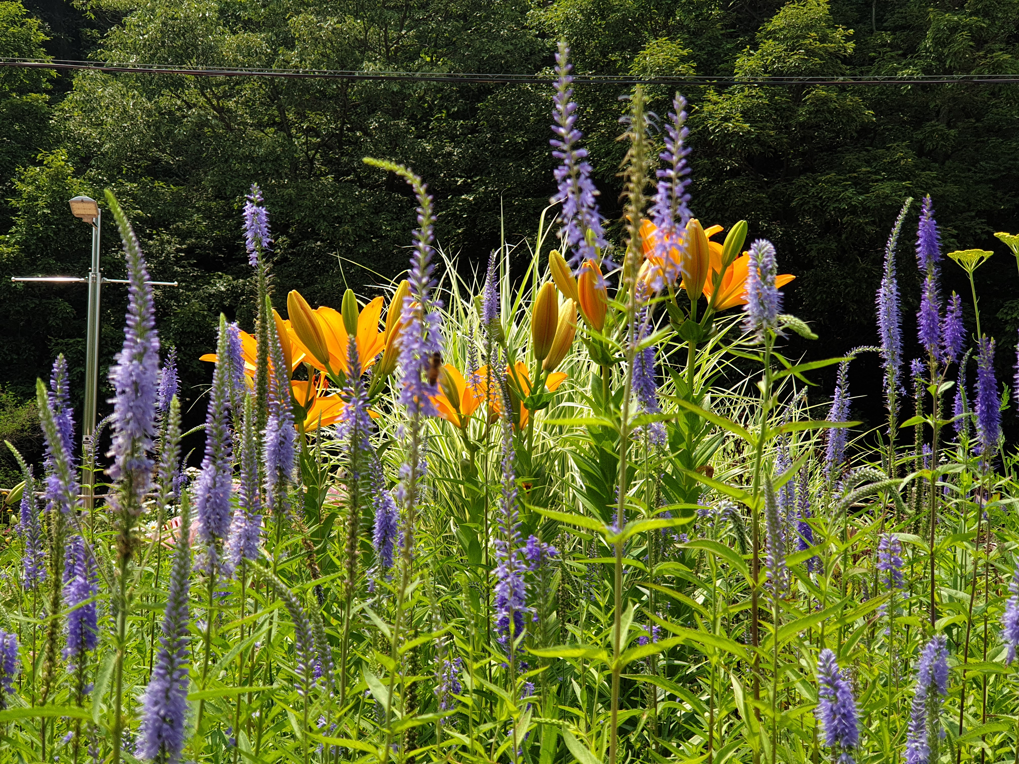초록과 어우러져 여름꽃들이 피고 있어요 이미지