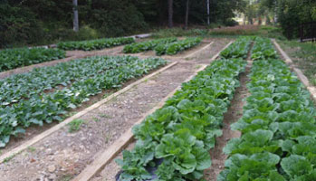 텃밭정원 이미지