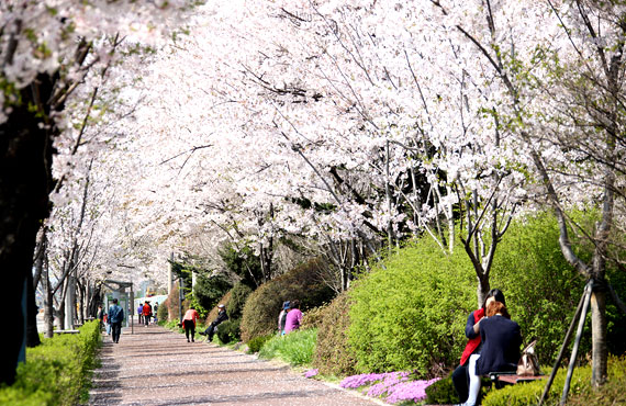 军浦樱花路