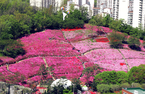 山踯躅花园